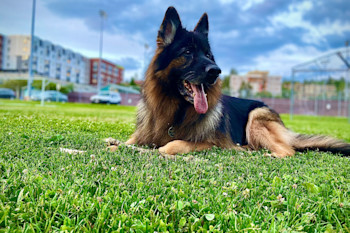 25 Best Dog Foods for German Shepherds in 2024 Discover Magazine