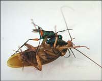 Waspcockroach.jpg