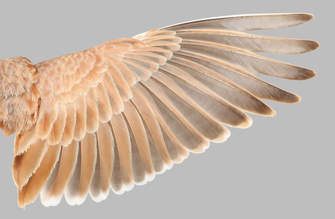 The wing, highlighting the flight feathers, of Temminck's Lark. 