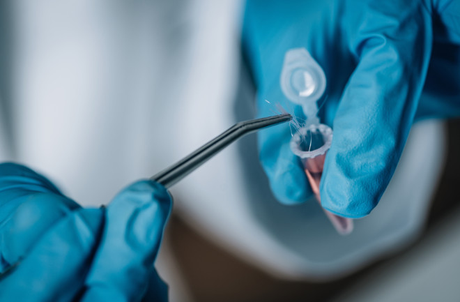 DNA hair sample with tweezers and blue gloves. Forensic Science 