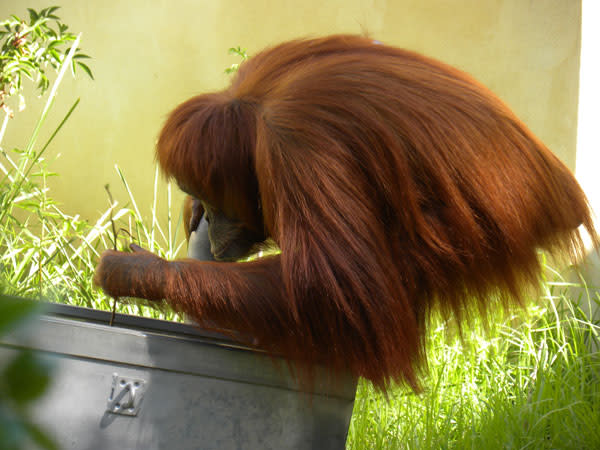 Orangutan_tool_stickfishing.jpg