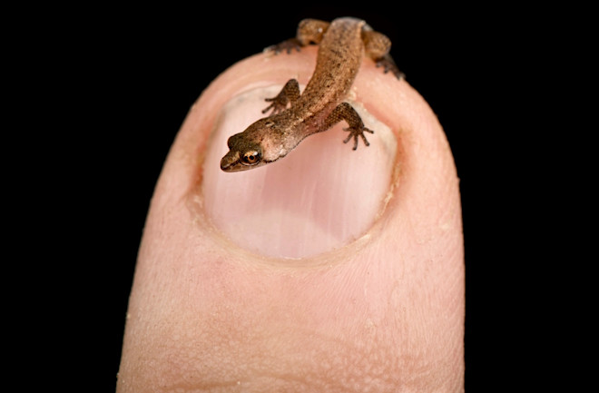 Smallest Animal In The World Ever