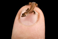9 Of The Smallest Animals In The World And Where They Live Vishay Singh