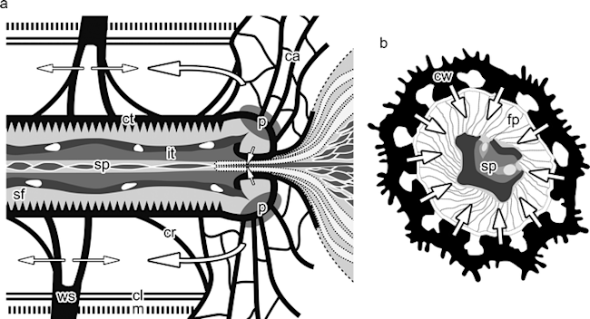114_2012_927_Fig9_HTML.gif