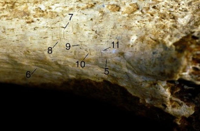 Hominin tibia marks