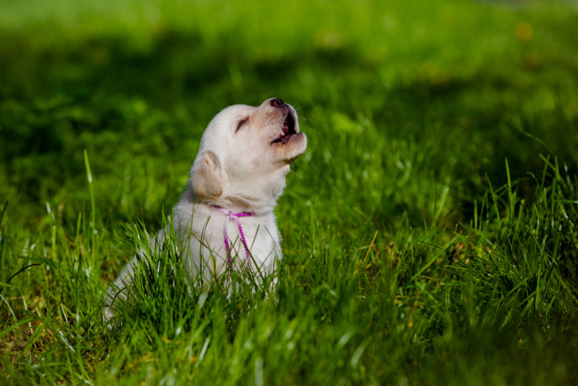 Labrador puppy howling outside in the grass