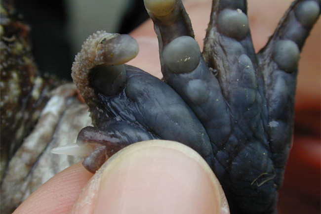 Frog_thumb_spike.jpg