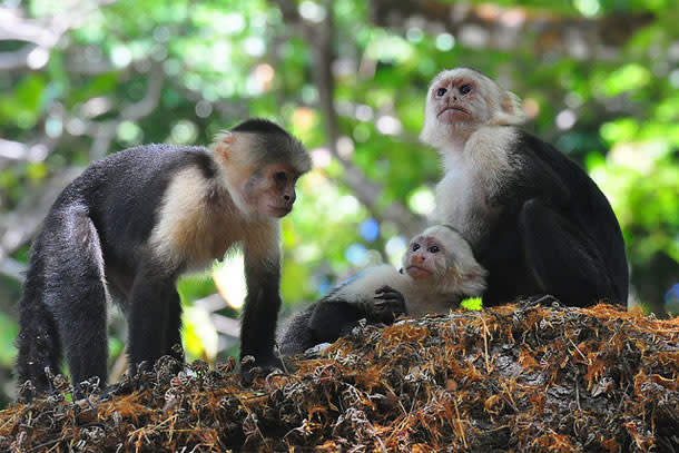 Capuchins.jpg