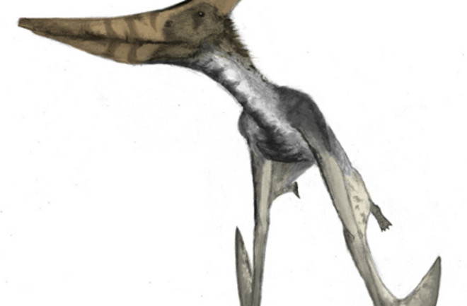 PterosaurWitton.jpg