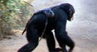 Chimp.jpg
