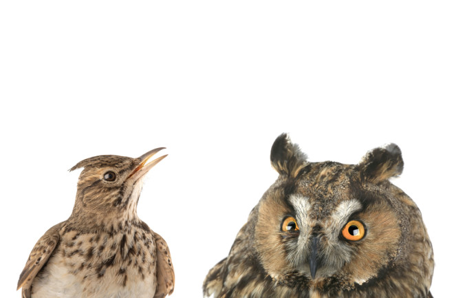 early-bird-and-night-owl