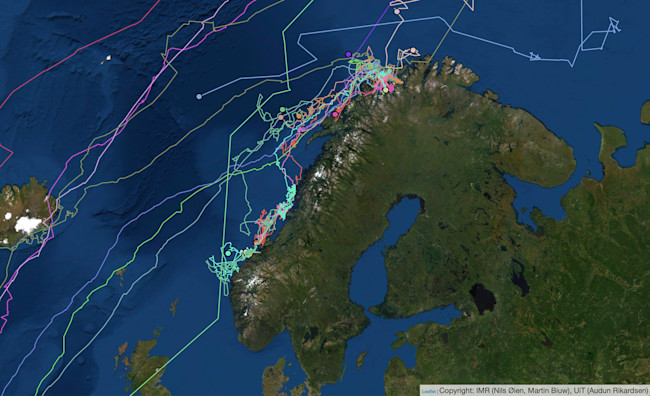 Whale Tracking