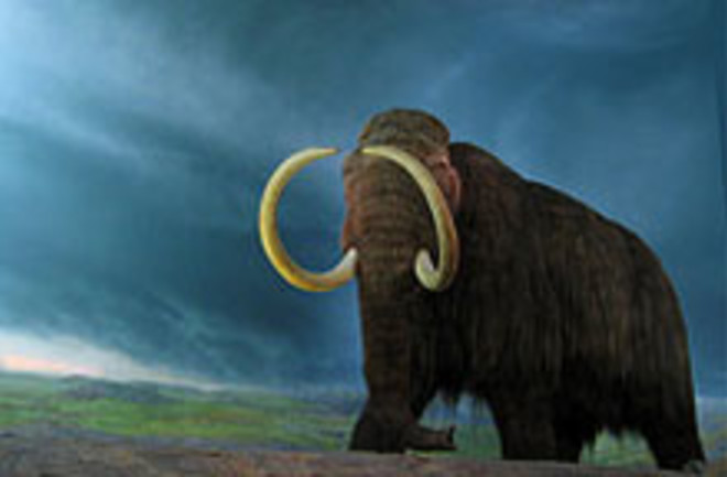 woolly-mammoth.jpg