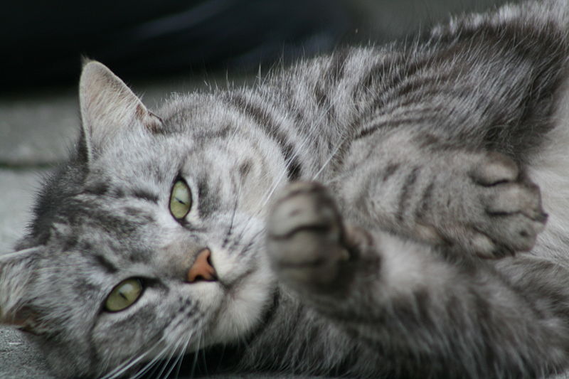 Cute_cat_1698598876.jpg