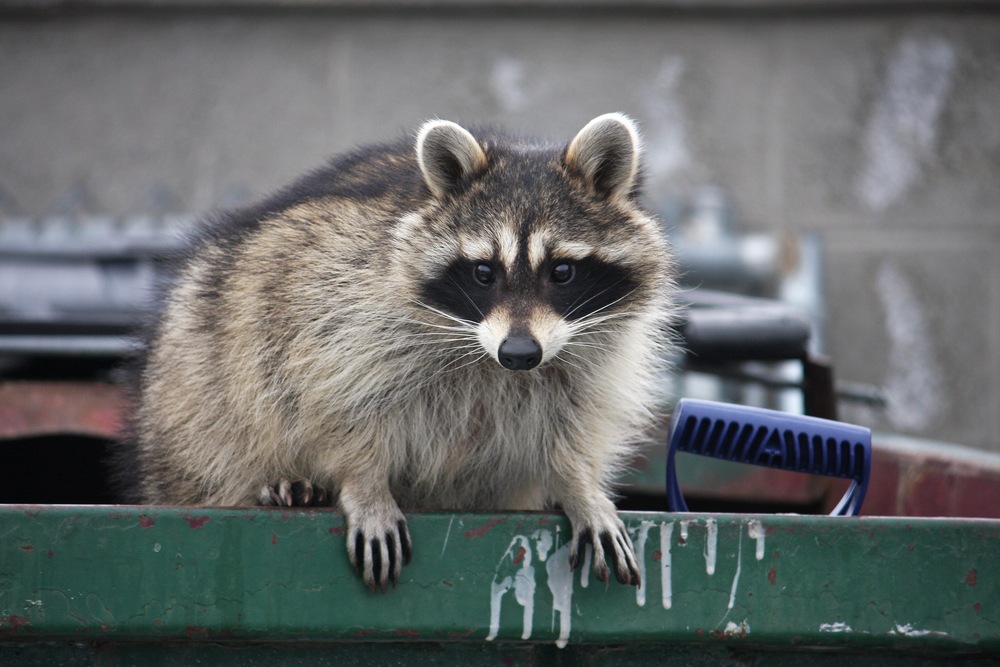 Docile Raccoons Are Better Dumpster Divers and More Fit for Cities |  Discover Magazine