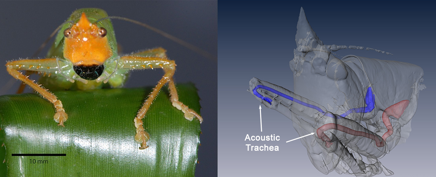katydid ears