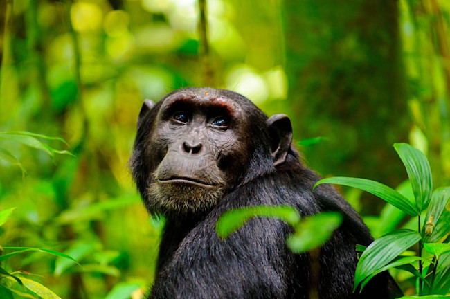 ChimpForest.jpg