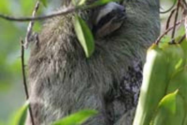 Sloth-IMG_7707small.jpg