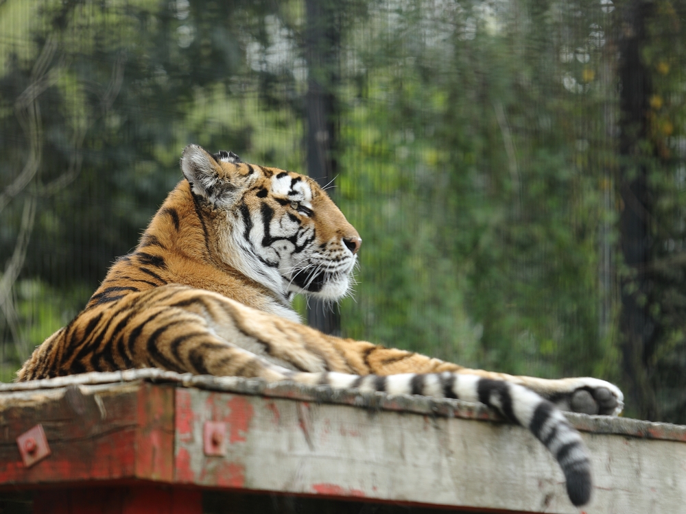 Animals May Not Get Allergies in the Wild, But Zoos Tell a Different Story