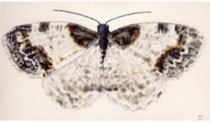 mothing-300x174.jpg