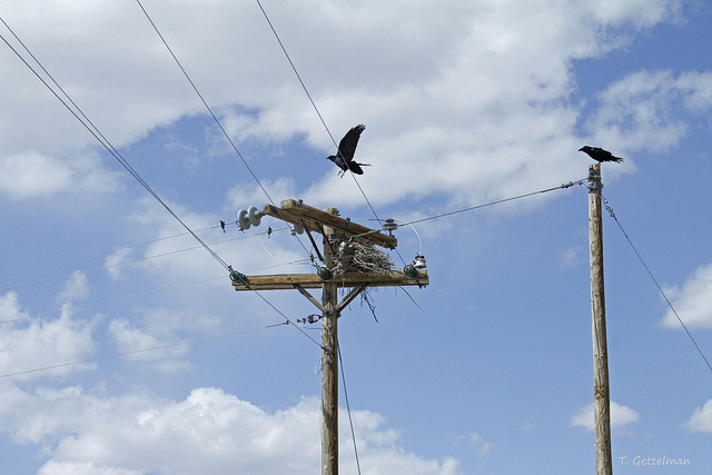 ravens.jpg