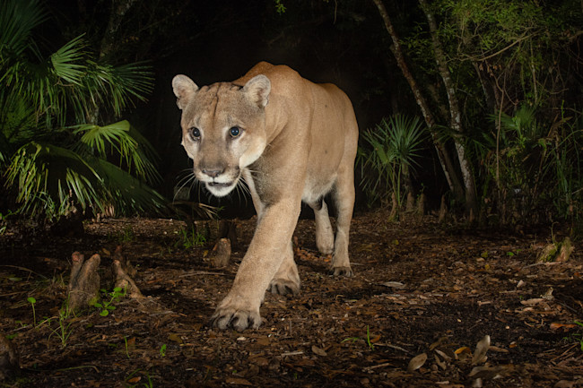 Florida Panther