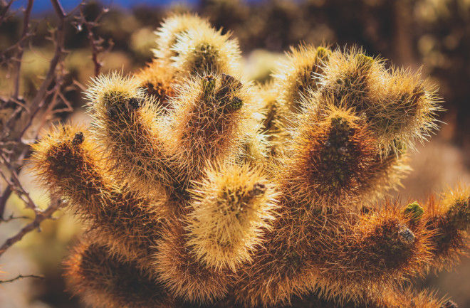 cholla cactus with spines