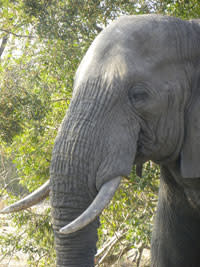 Elephant-head.jpg