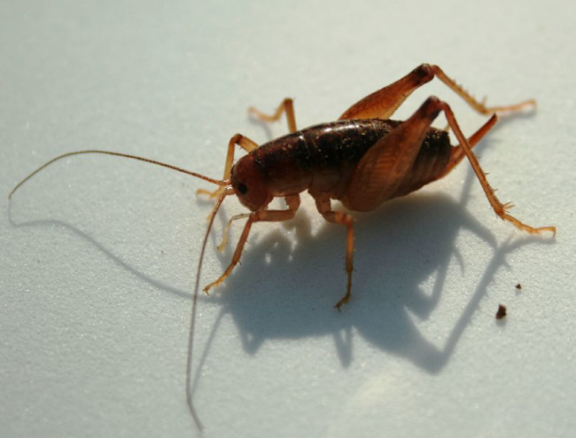 Those Crickets In Your Basement? They Probably Came From Asia ...