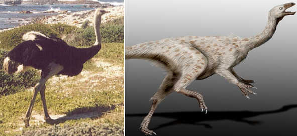800px-Ostrich_SA2.jpg