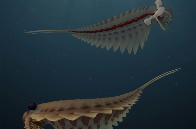 Reconstruction of a pair of Stanleycaris hirpex; upper individual has transparency of the exterior increased to show internal organs. Nervous system is shown in light beige, digestive system in dark red.