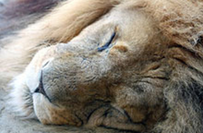 sleeping-lion.jpg