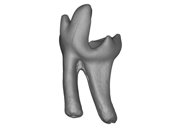 Sikuomys mikros tooth