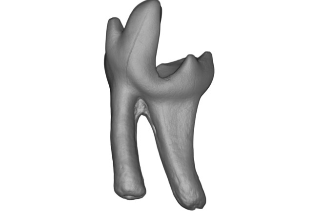 Sikuomys mikros tooth