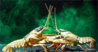 Crayfish.jpg
