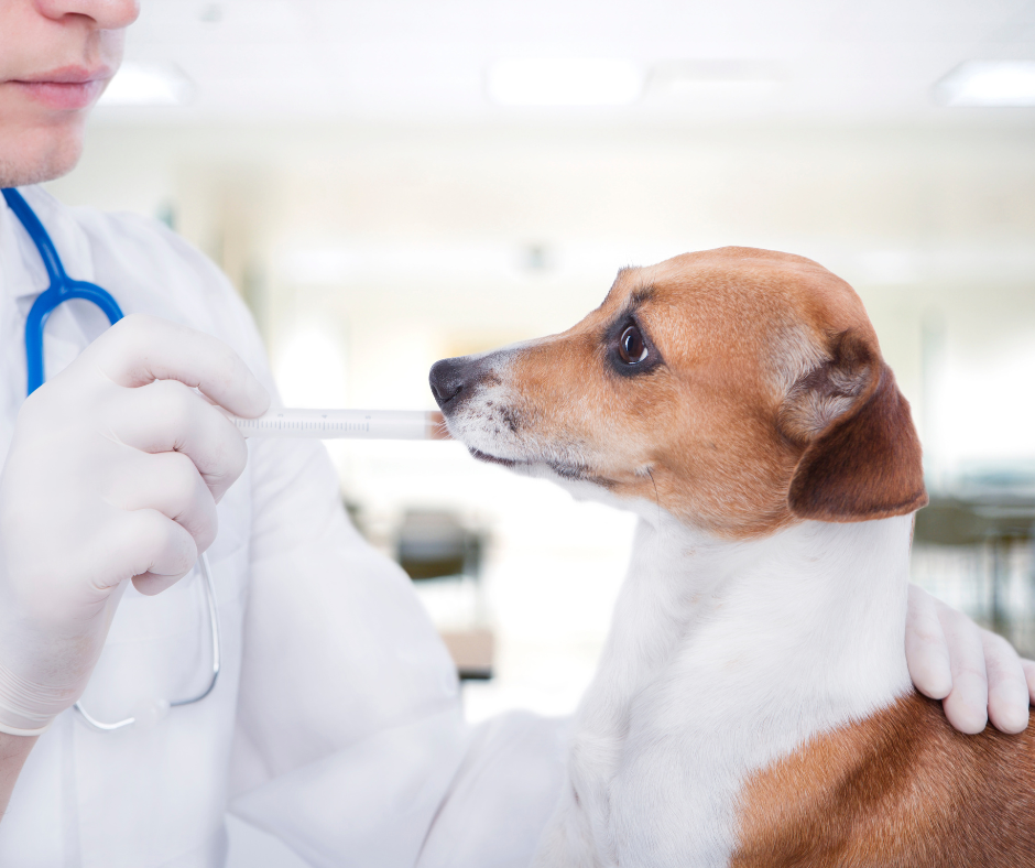 Best oral flea medicine for outlet dogs