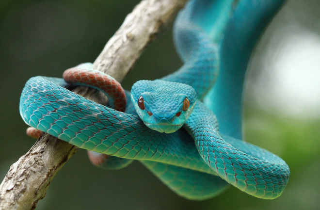 Blue snake wrapped around a branch