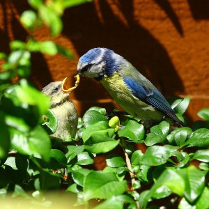 blue_tit_feeding1-300x300.jpg