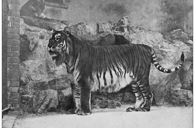 An antique black and white photograph of the extinct Caspian tiger that lived in Central Aisa, measuring about 10 feet and 530 pounds.