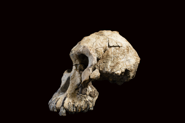 Crânio Australopithecus anamensis