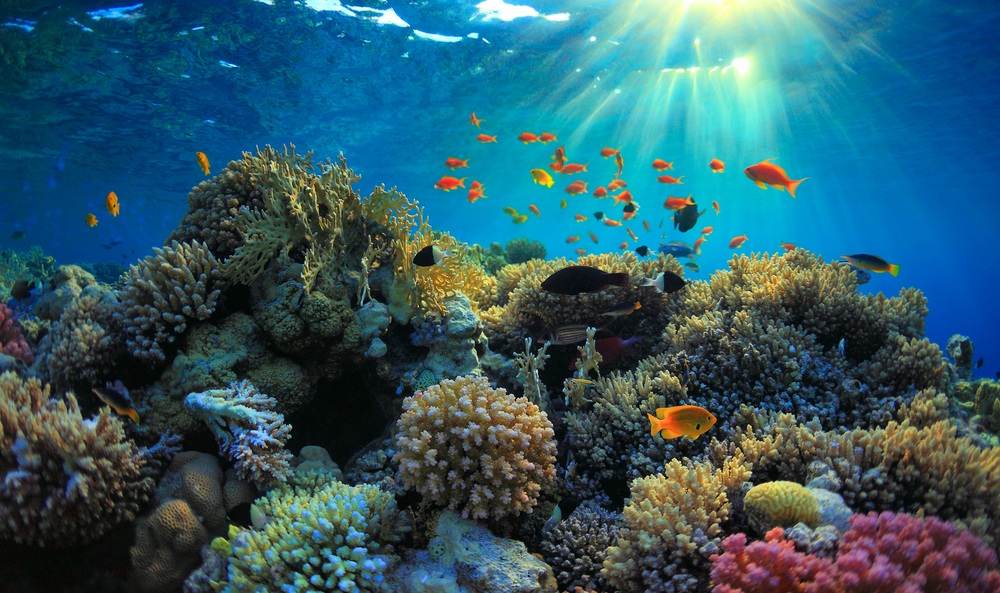 Il est encore temps de sauver les récifs coralliens