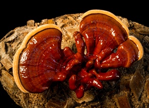 reishi-mushrooms