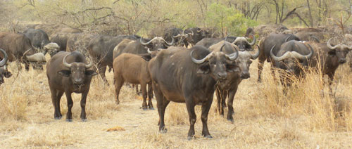 Buffalo_herd.jpg