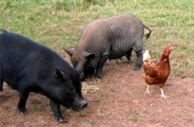 pigs-and-chicken.jpg
