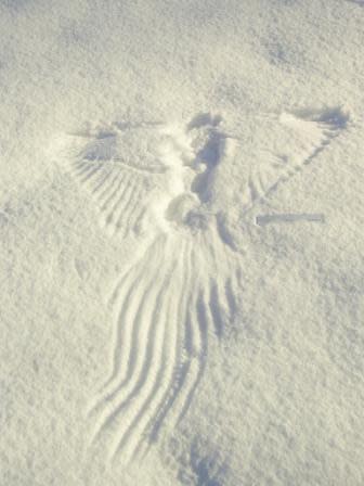Wingprint.jpg