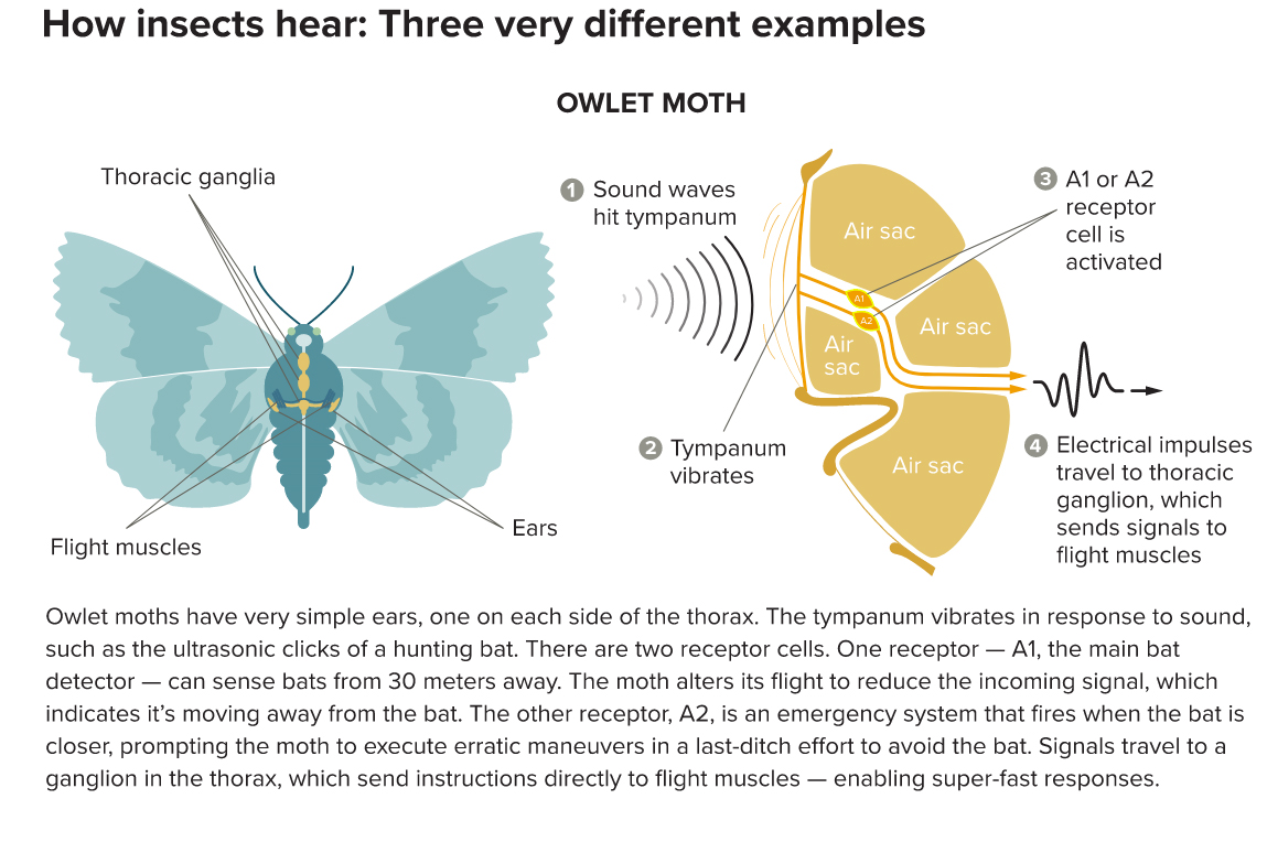 Awesome Ears The Weird World of Insect Hearing Discover Magazine