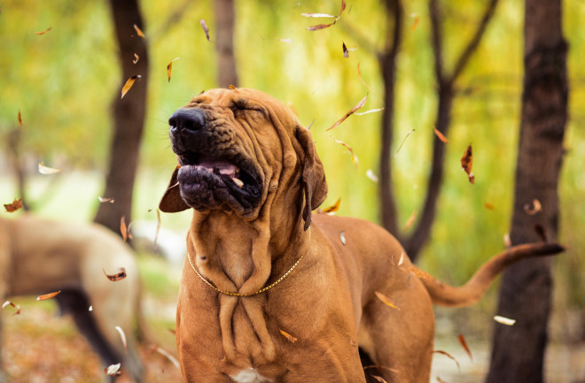Sneezing dog - Shutterstock