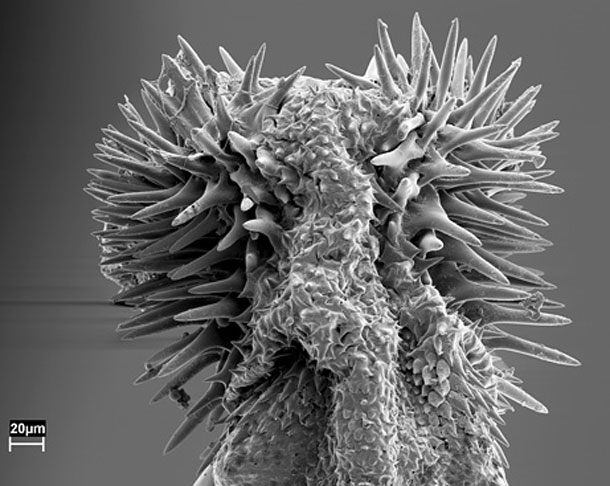Seed-beetle-penis2.jpg