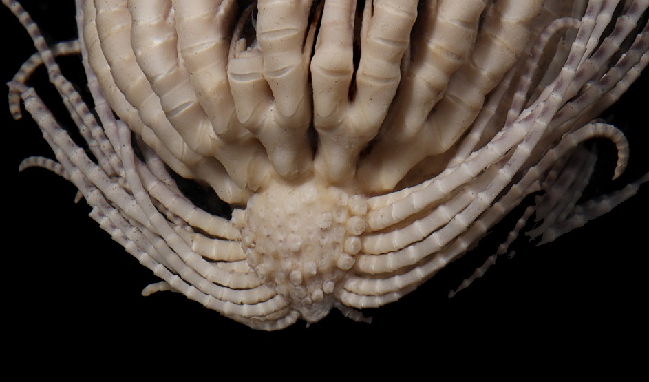 A New Antarctic Ocean Creature Walks The Line Between Beauty And Barf ...