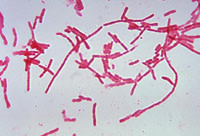 firmicutes